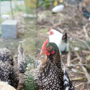 Online cursus ' Kippen in de moestuin'