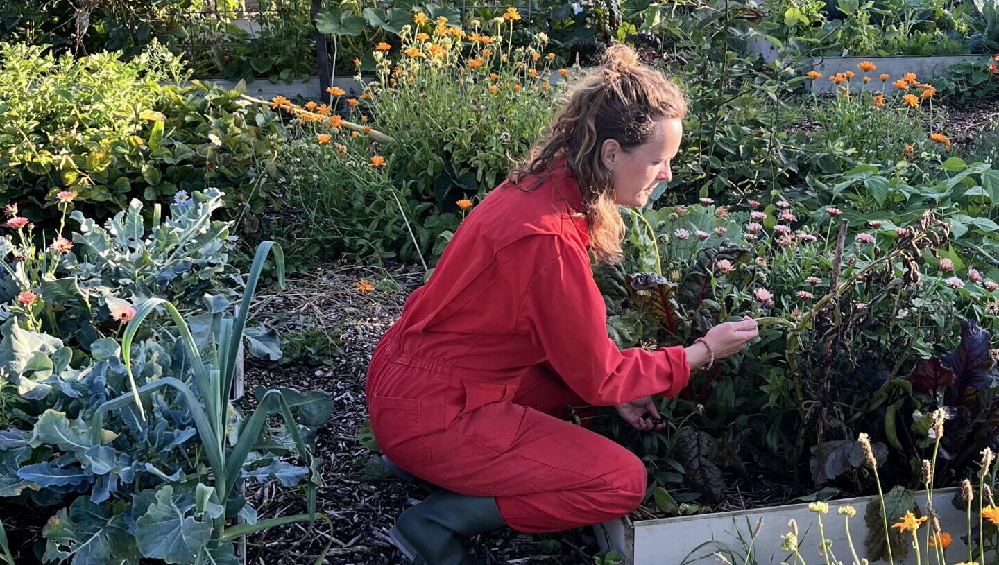 Observeren in permacultuur: de basis voor een sterke moestuin
